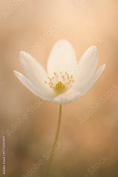 Obraz Delicate white flower blooming in soft morning light