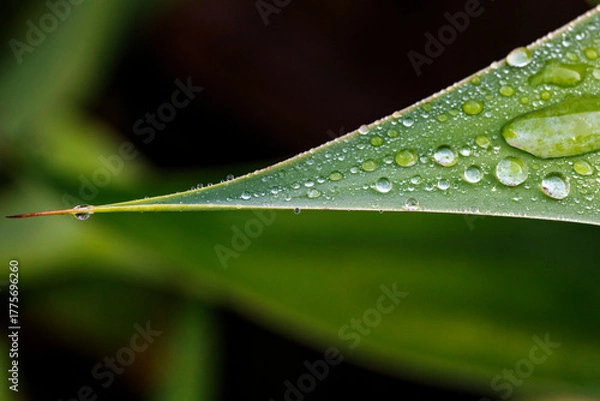Fototapeta Water Drops on a Leaf