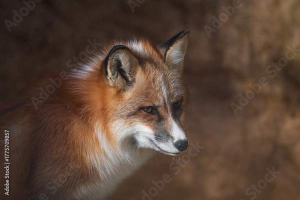 Obraz Red fox portrait in the wild with autumn colors in the background