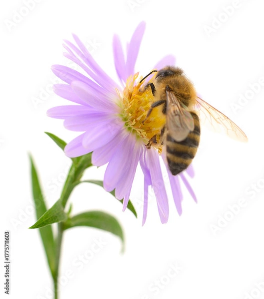 Obraz Honey bee on purple flower isolated on white background