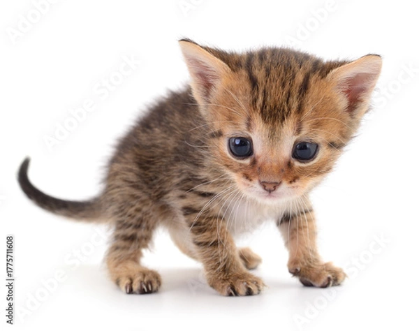 Obraz Cute small kitten isolated on white background