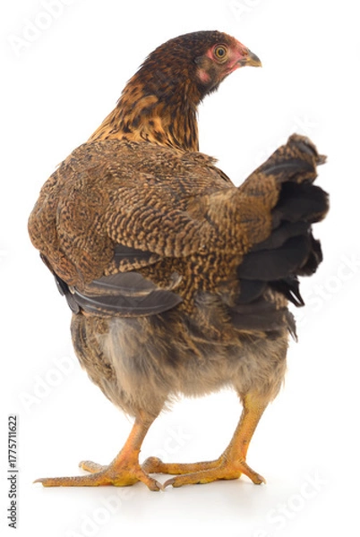 Obraz Brown domestic chicken isolated on white background
