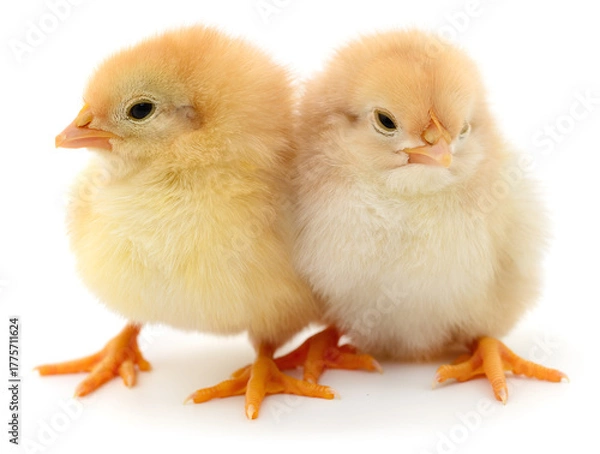 Obraz Two yellow chicks isolated on white background