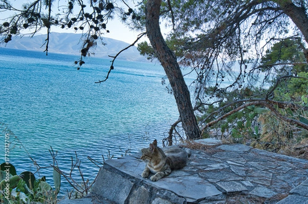 Obraz Cat relaxing on stone terrace under pine trees by blue sea
