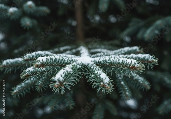 Obraz Lush evergreen fir branches dusted with soft, fresh snow, capturing the serene and crisp essence of the winter season ,wintry ,branch ,tree