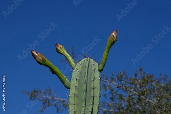 Fototapeta Ein spanischer Kaktus beginnt zu blühen