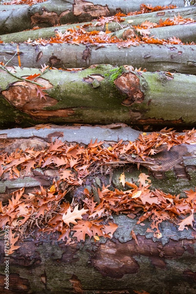 Obraz Trunks in a forest during autumn