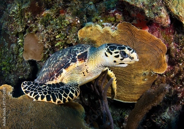 Obraz Hawksbill turtle resting on corals