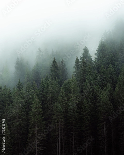 Fototapeta Mysterious fog drifting through dense evergreen forest in a mountainous region. The soft mist partially hides the treetops, creating a moody, atmospheric scene. Ideal for conveying themes of mystery, 