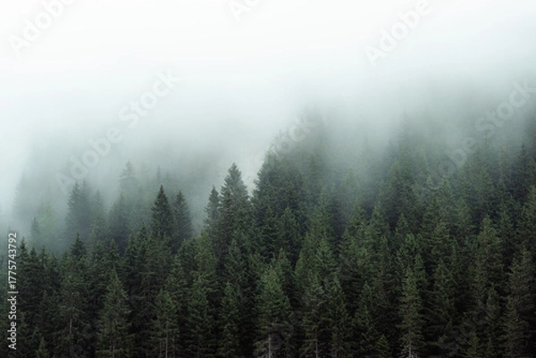 Fototapeta Mysterious fog drifting through dense evergreen forest in a mountainous region. The soft mist partially hides the treetops, creating a moody, atmospheric scene. Ideal for conveying themes of mystery, 