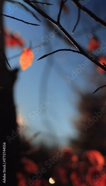 Obraz Vertical autumn leaves art blurry closeup photo