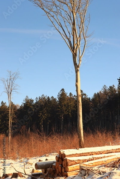 Fototapeta Tree and trunk  on the ground timber photo