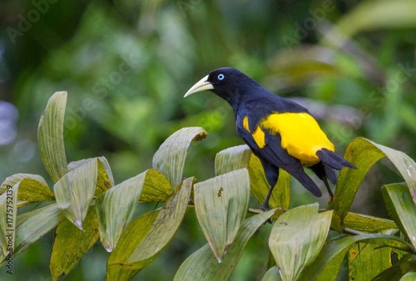 Fototapeta A vibrant Yellow-rumped Cacique (Cacicus cela) perched on a branch in its natural habitat in the Amazon basin of Peru. 