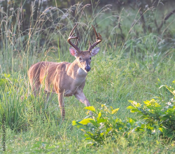 Fototapeta A male white-tailed deer (Odocoileus virginianus) in the early morning light at Brazos Bend State Park, near Houston, Texas.