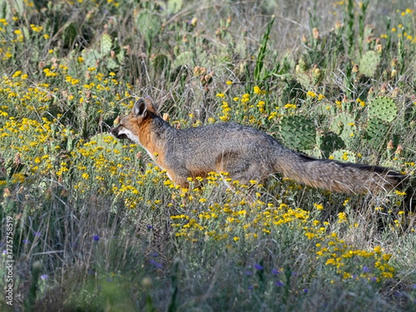 Fototapeta A gray fox (Urocyon cinereoargenteus) is walking through a field in Prairie Dog Town at Mackenzie Main City Park, Lubbock, Texas.