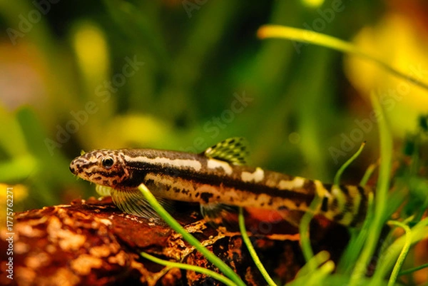 Obraz Protomyzon pachychilus panda loach, Yaoshania pachychilus river asia suckermouth fisch. Panda loach goby Thick lipped loach, Pandaschmerle bottom feeder and algae eater, ornamental fish	