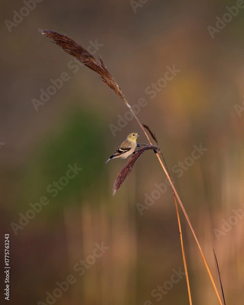 Obraz American Goldfinch