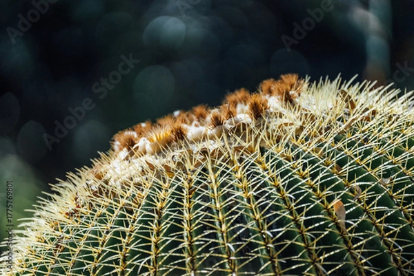 Obraz Barrel Cactus