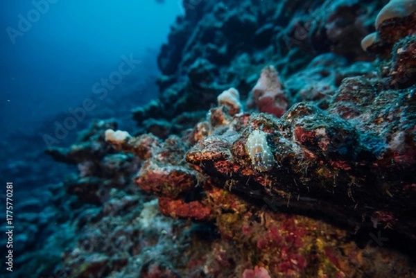 Obraz Hawaii Underwater