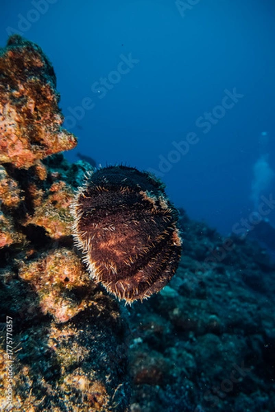Obraz Hawaii Underwater