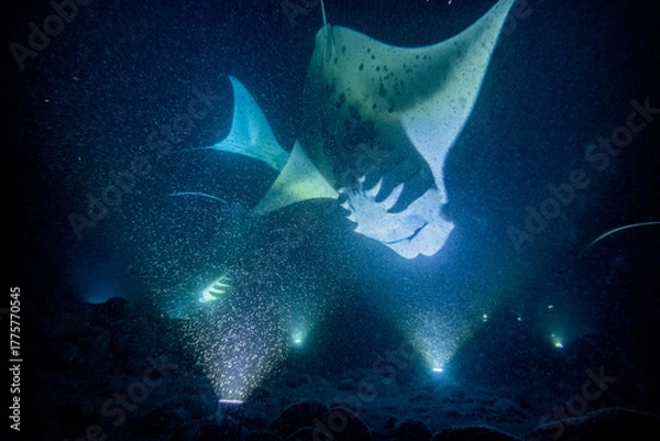 Obraz Manta Ray