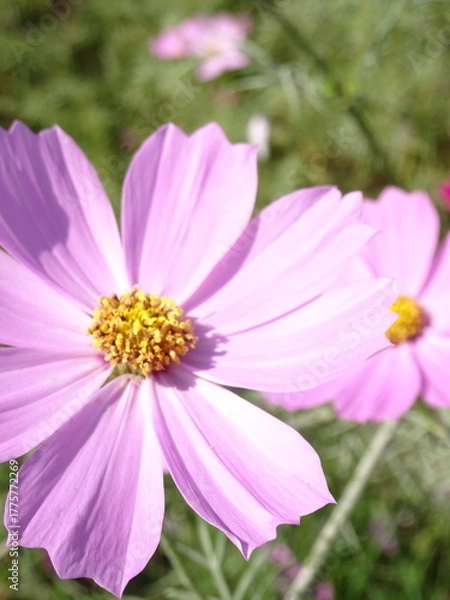 Fototapeta コスモスの花のアップ