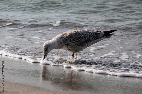 Obraz drinking_seagull
