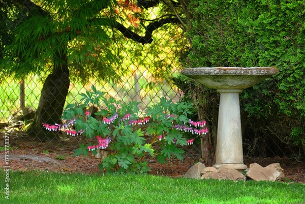 Obraz Backyard  Landscape - Bird bath and  bleeding heart plant