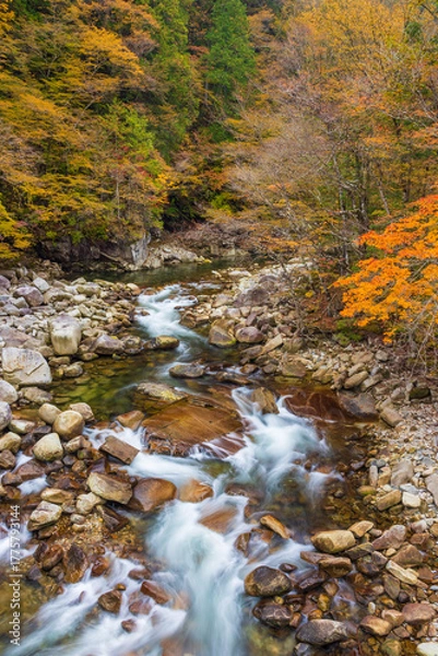 Obraz stream in autumn forest