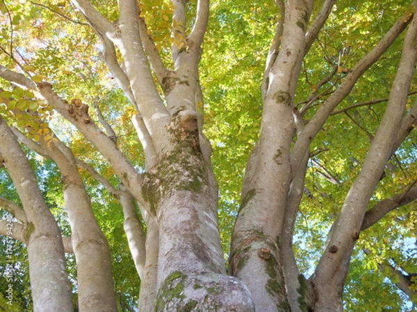 Obraz 秋の大ケヤキを見上げる