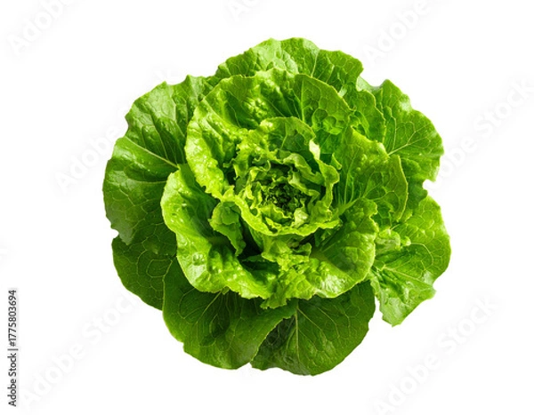 Fototapeta Fresh green lettuce isolated on transparent background for healthy eating concepts