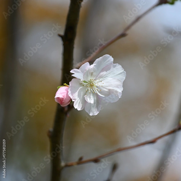 Fototapeta 十月桜、21世紀の森と広場、千葉県松戸市
