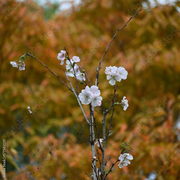 Fototapeta 十月桜、21世紀の森と広場、千葉県松戸市
