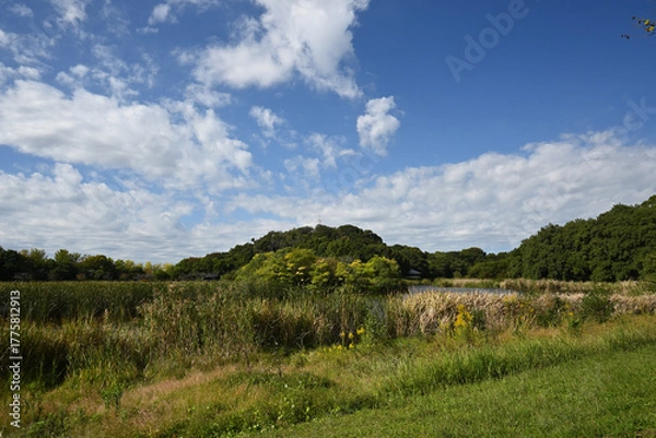 Fototapeta 千駄堀池、21世紀の森と広場にて、千葉県松戸市