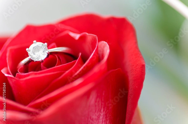 Fototapeta Red rose with silver ring macro detail