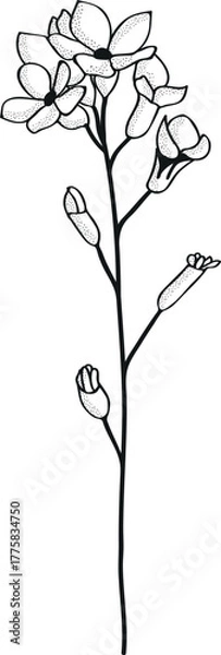 Obraz hand drawn vector illustration of a rose