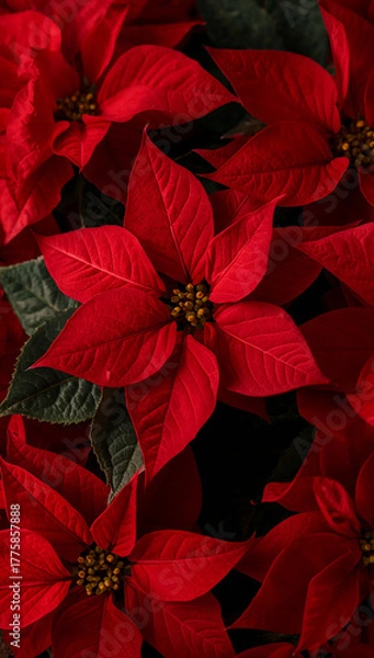 Obraz 鮮やかな赤の濃淡と落ち着いた深緑のハーモニーがタイポグラフィを引き立てる上質なポインセチアの接写表現. 生成AI