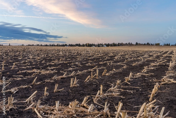 Obraz Harvested corn field with a stublbe on black soil
