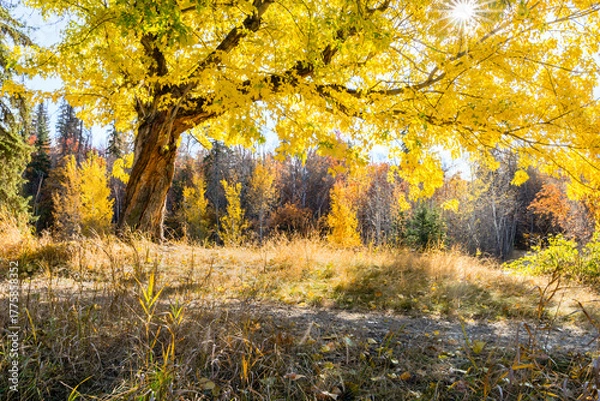 Obraz Backlit trees with leaves turning yellow in fall season