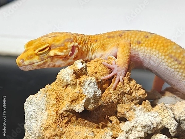 Obraz Yellow Gecko on Rocky Surface
