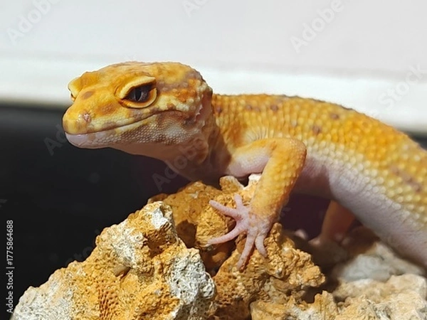 Obraz Yellow Gecko on Rocky Surface
