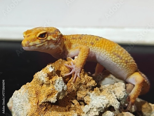 Obraz Yellow Gecko on Rocky Surface