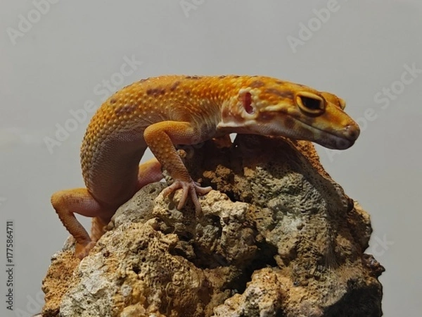 Fototapeta Yellow Gecko on Rocky Surface