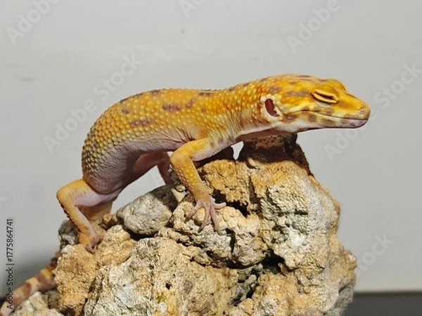 Obraz Yellow Gecko on Rocky Surface