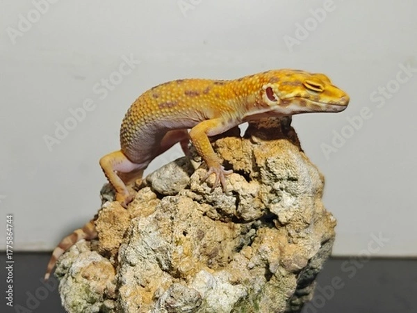 Fototapeta Yellow Gecko on Rocky Surface