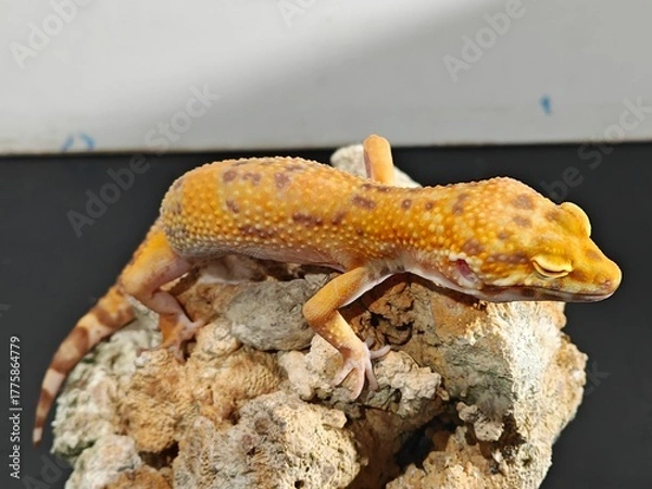 Fototapeta Yellow Gecko on Rocky Surface