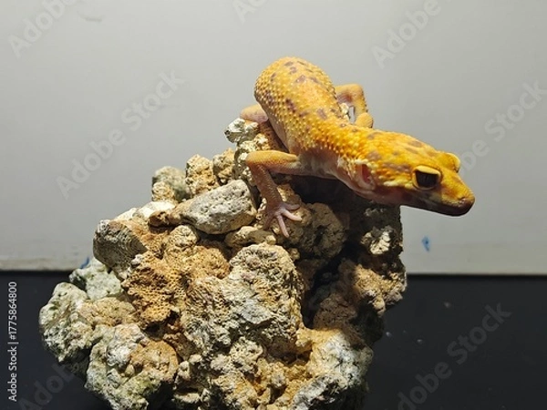 Obraz Yellow Gecko on Rocky Surface