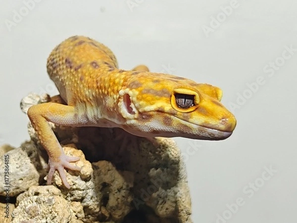Obraz Yellow Gecko on Rocky Surface