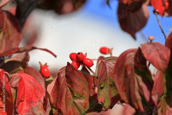 Obraz 赤い実をつけたハナミズキ