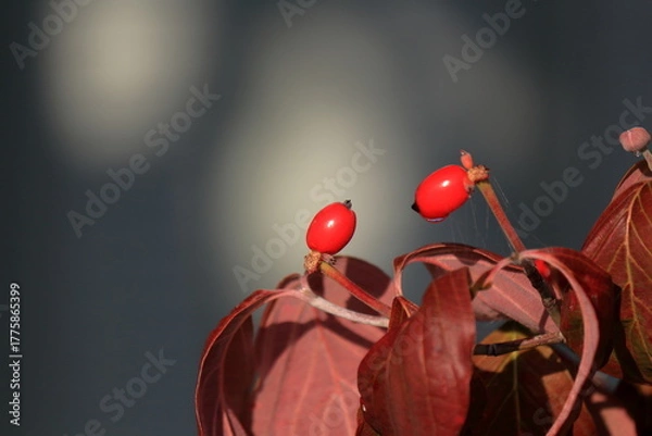 Fototapeta 赤い実をつけたハナミズキ